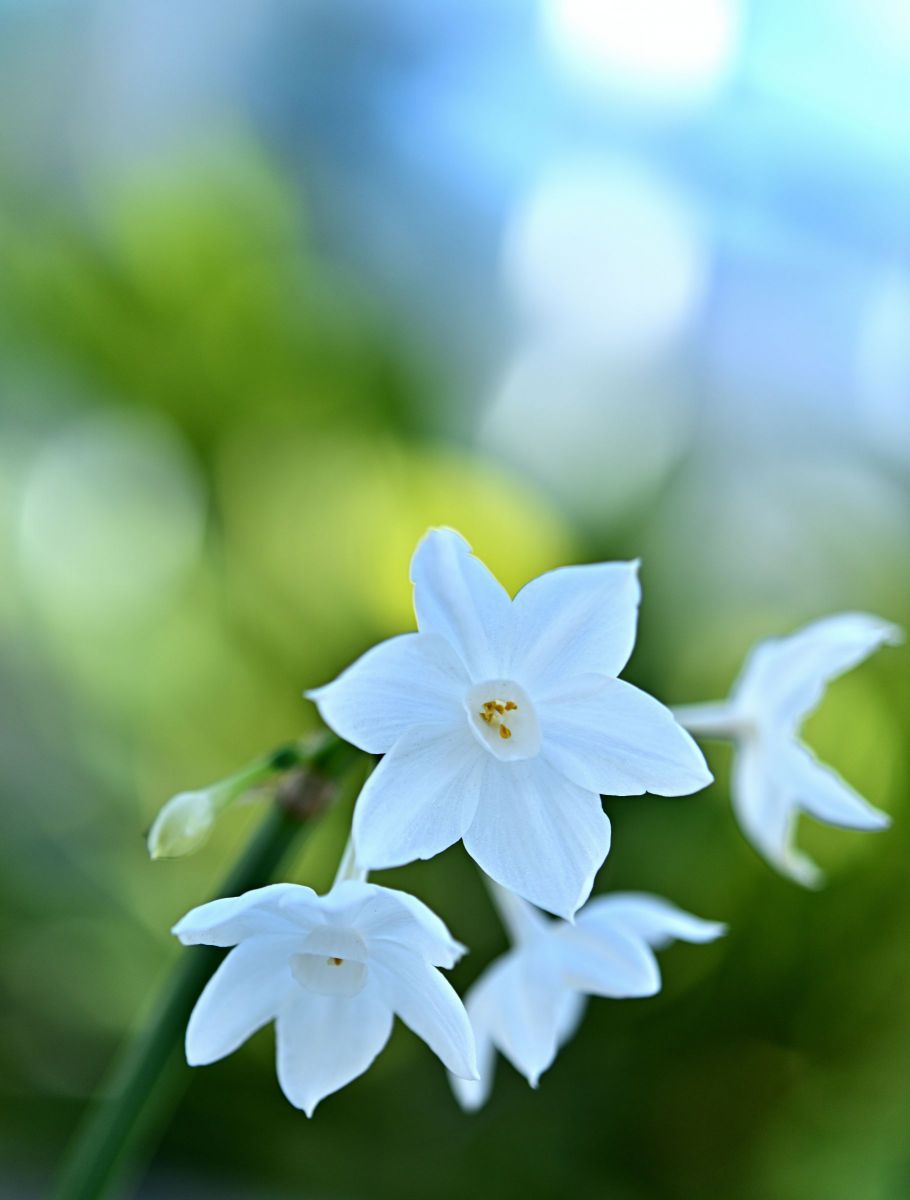 AF-S Micro NIKKOR 60mm f/2.8G EDで撮影された写真 | 写真検索 | GANREF