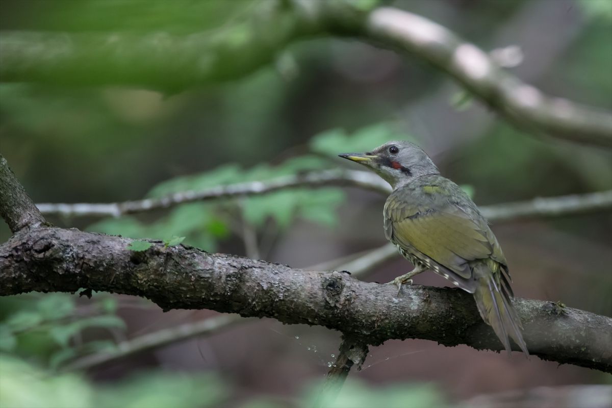 アオゲラ幼鳥 動物 鳥類 Ganref アオゲラ幼鳥 動物 鳥類 Ganref