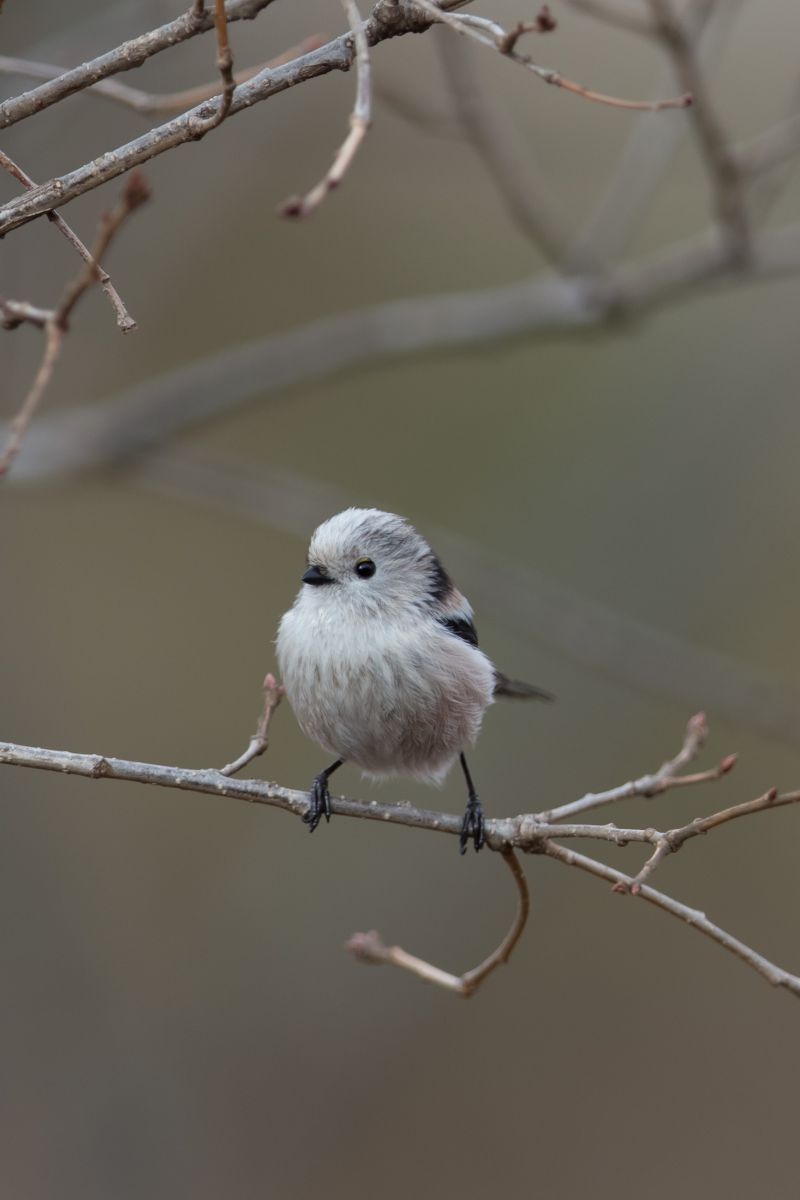 シマエナガもどき 動物 鳥類 Ganref