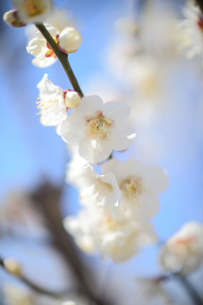 春霞 | GANREF