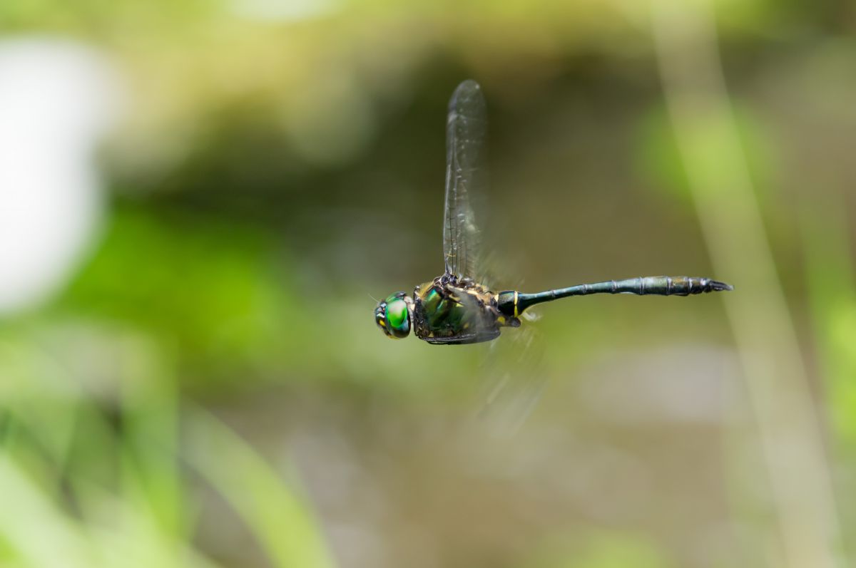 開放水面上のホバリング 動物 虫 昆虫 Ganref