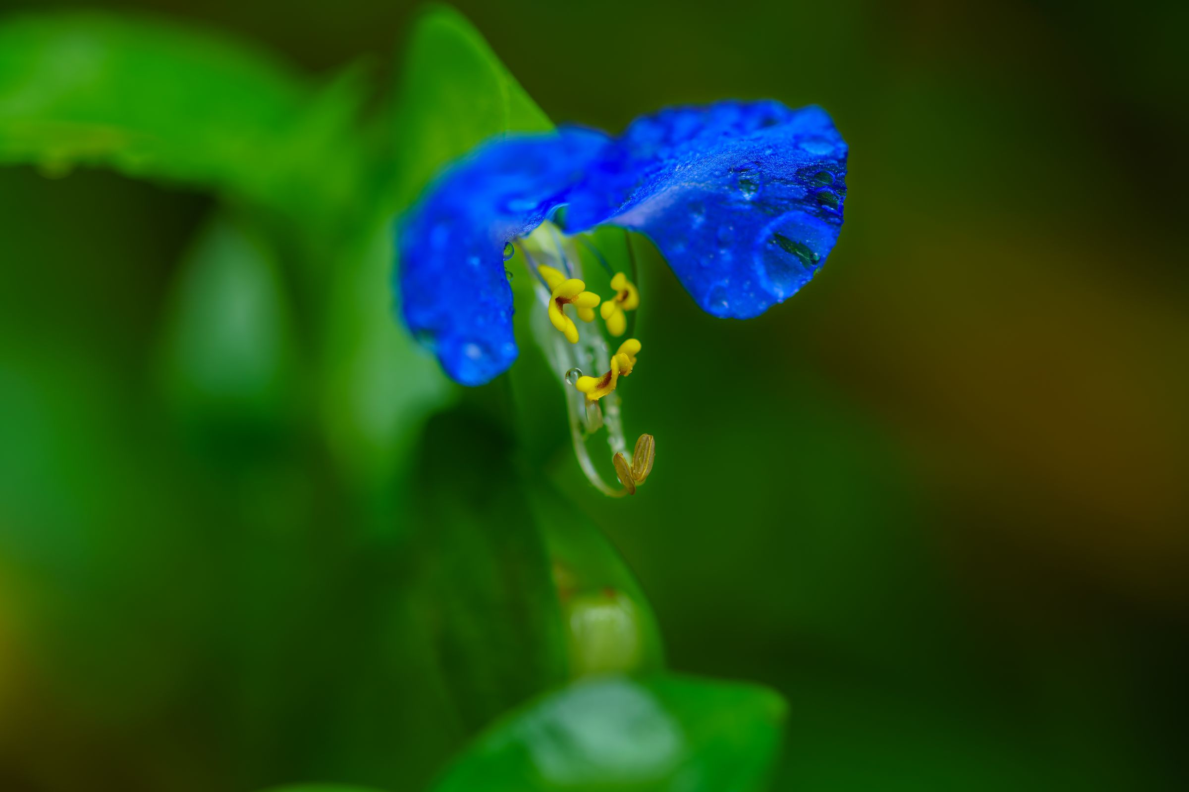 露草 露草 | GANREF