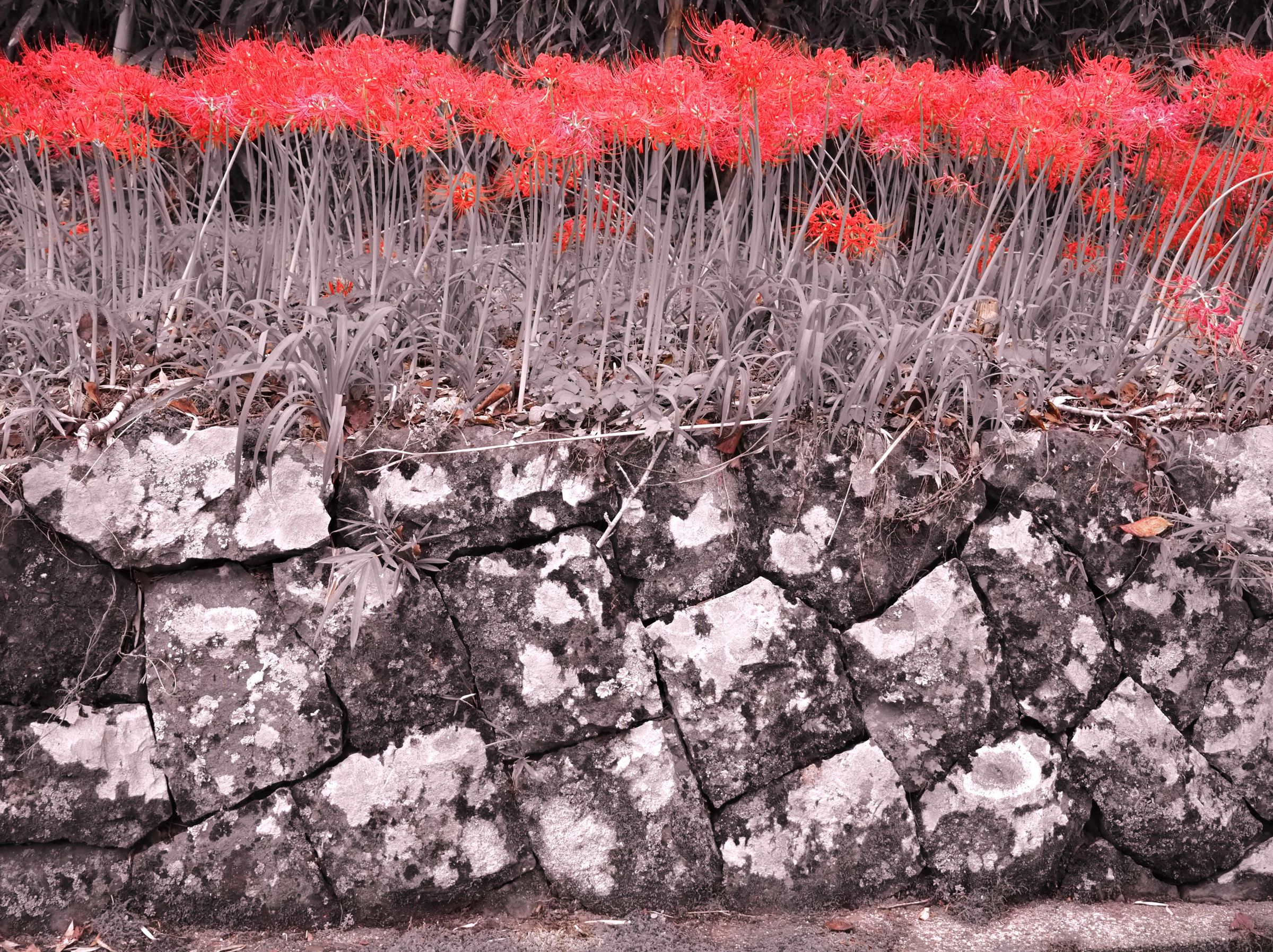 石垣と曼珠沙華 (彼岸花)