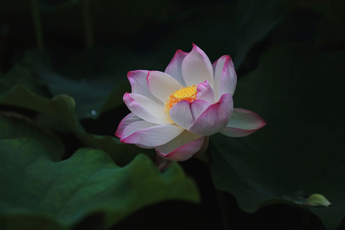 蓮華 植物 花 花びら Ganref