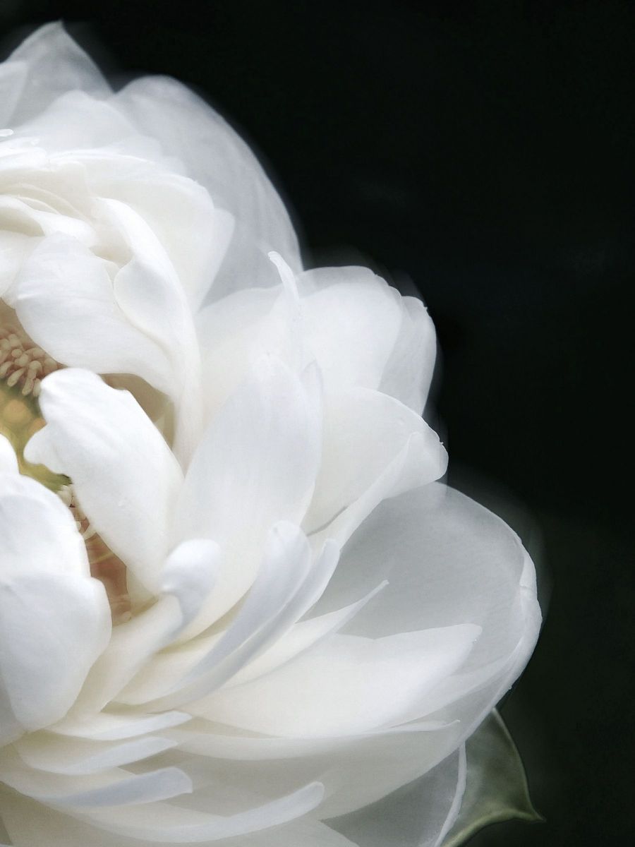 白蓮 植物 花 花びら Ganref 白蓮 植物 花 花びら Ganref
