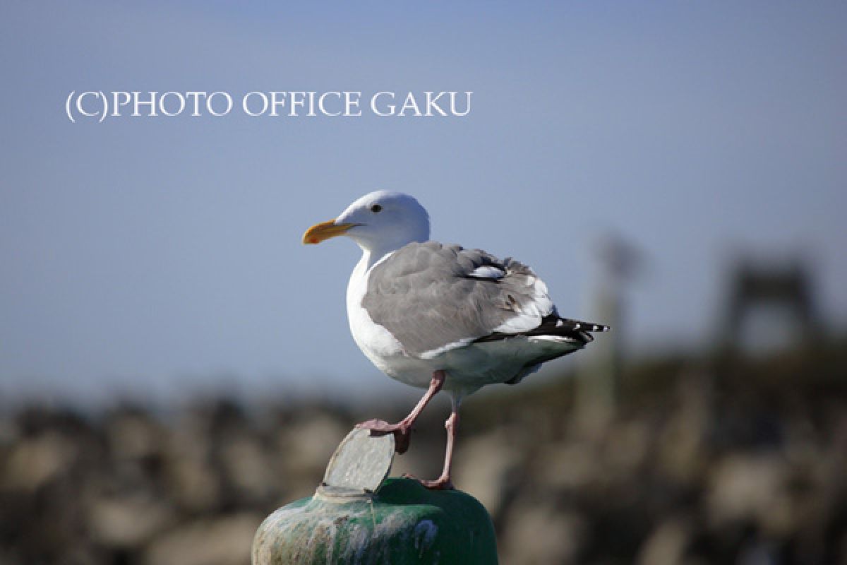 カモメの水兵さん 動物 鳥類 Ganref