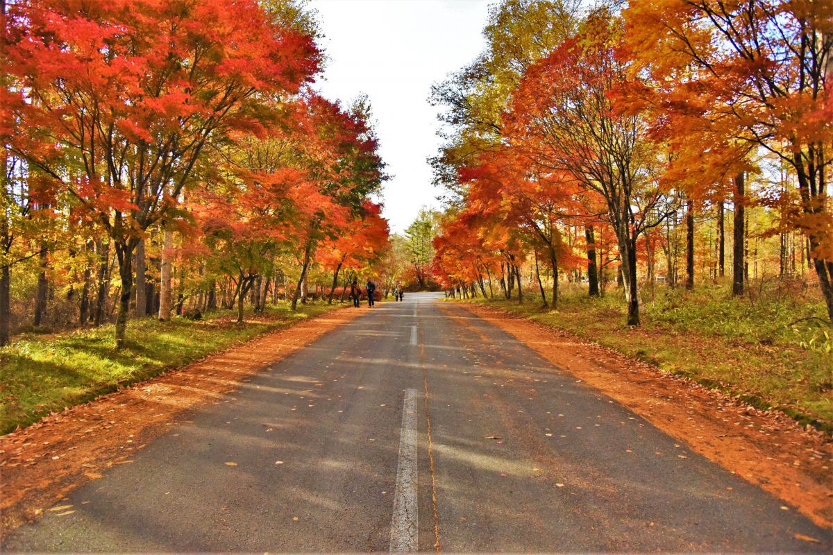 秋の道を楽しむ 自然 風景 森林 Ganref