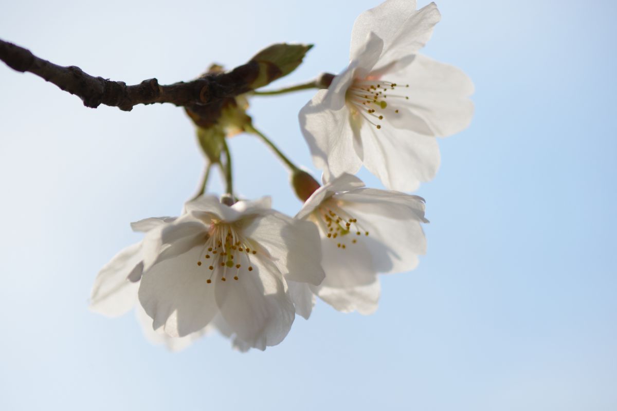桜一枝  植物 ＞ 花・花びら  GANREF