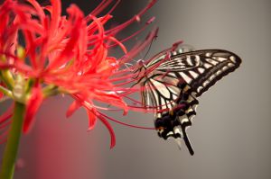 4d9464c0b617a5d4174c9590bcbeaa