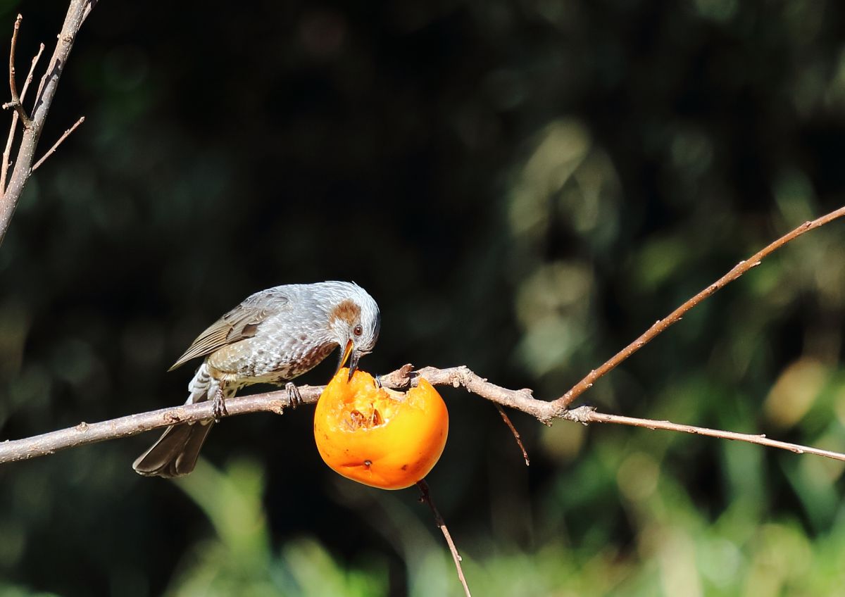 こん野郎ﾒ 動物 その他の陸の生物 Ganref