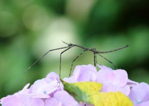 紫陽花と近寄る昆虫 6de785091db9f552e744b047676275