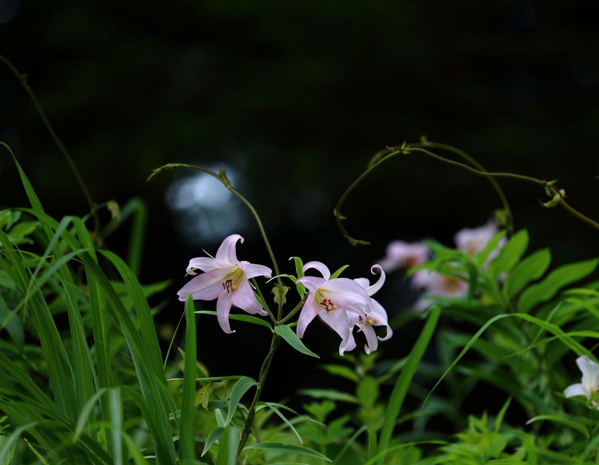 厚化粧 植物 花 花びら Ganref
