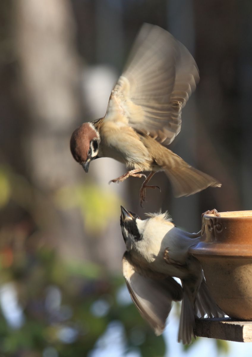 必殺岩石落とし 動物 鳥類 Ganref