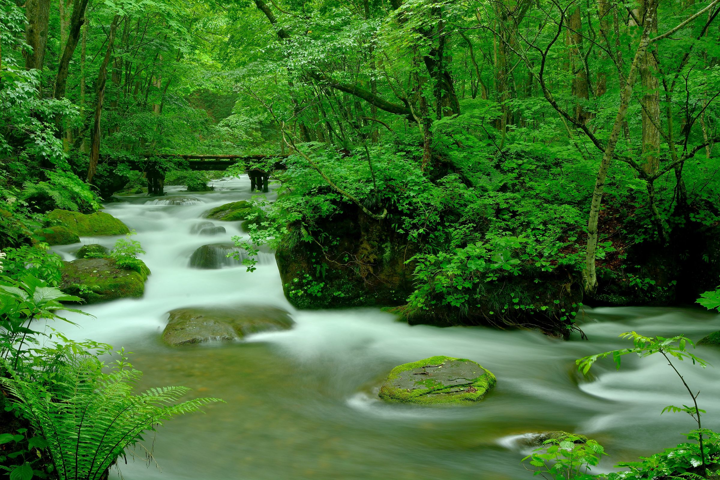 美しの森 清流の恵み | GANREF