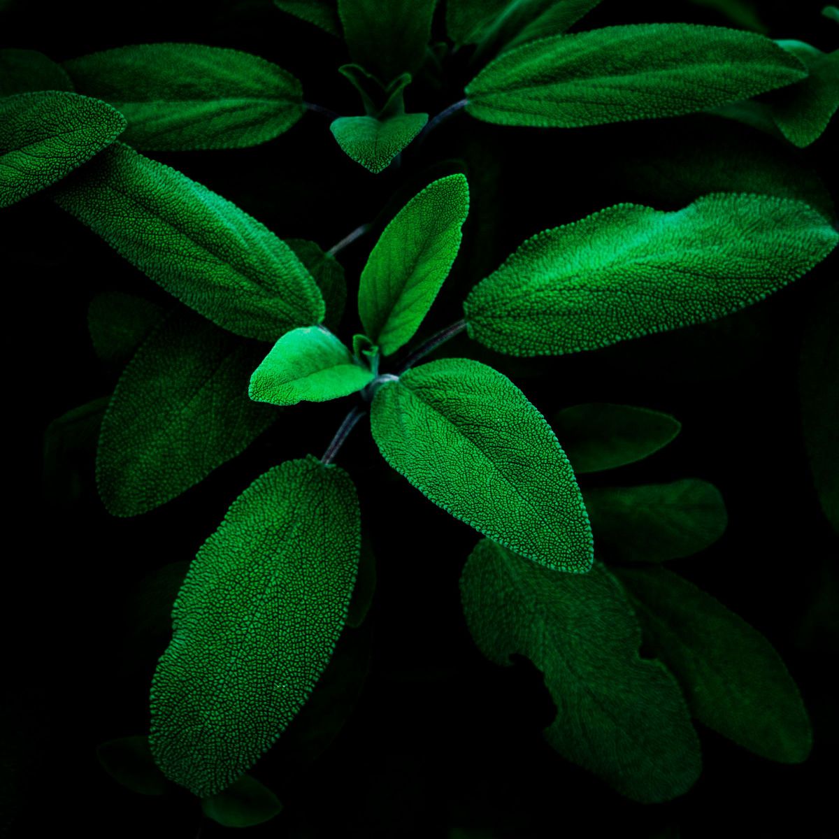 leaf | GANREF