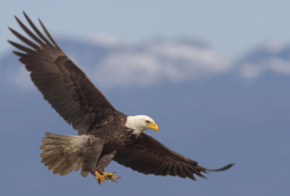 白頭鷲の舞 動物 鳥類 Ganref