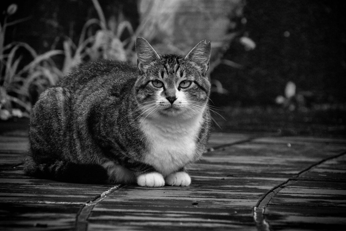 野性が目覚める 動物 猫 Ganref