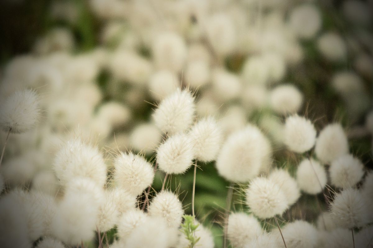 AF APO TELE ZOOM 100-300mm F4.5-5.6 (D)で撮影された写真 | 写真検索 