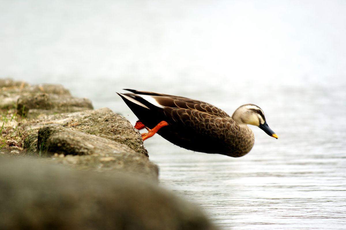 AF APO TELE ZOOM 100-300mm F4.5-5.6 (D)で撮影された写真 | 写真検索 
