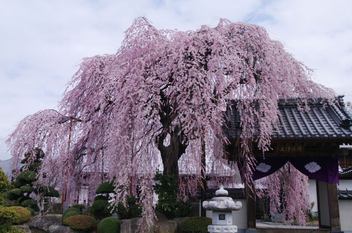 周林禅寺 山門に蔽い被る 植物 桜 Ganref