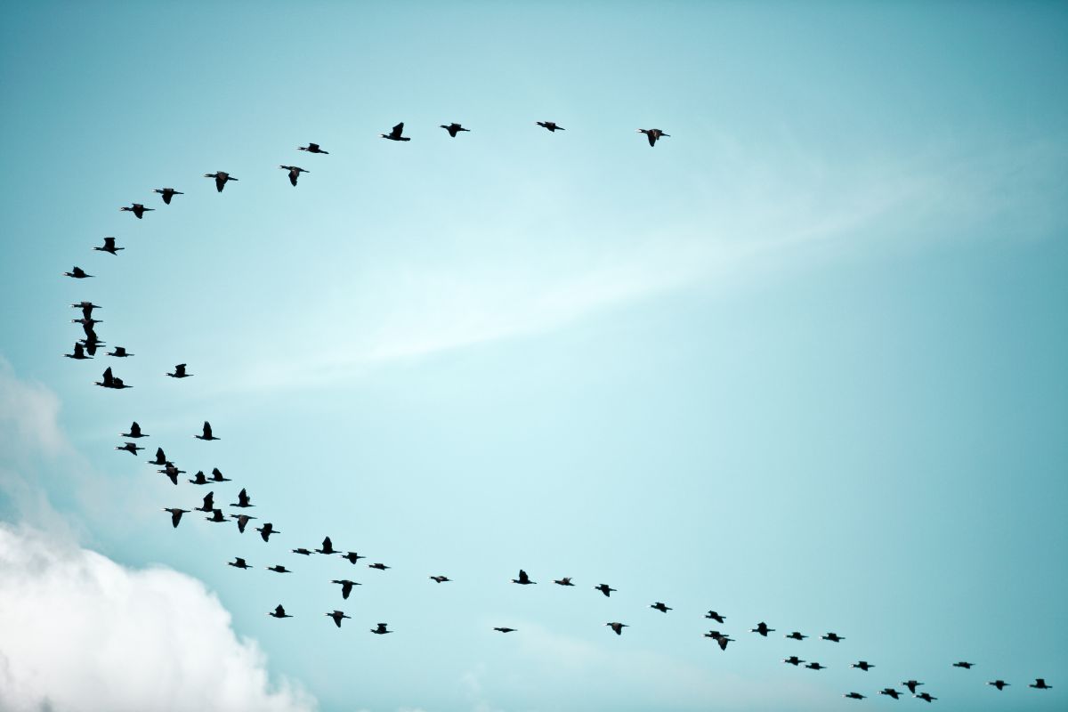空と鳥 自然 風景 空 雲 Ganref