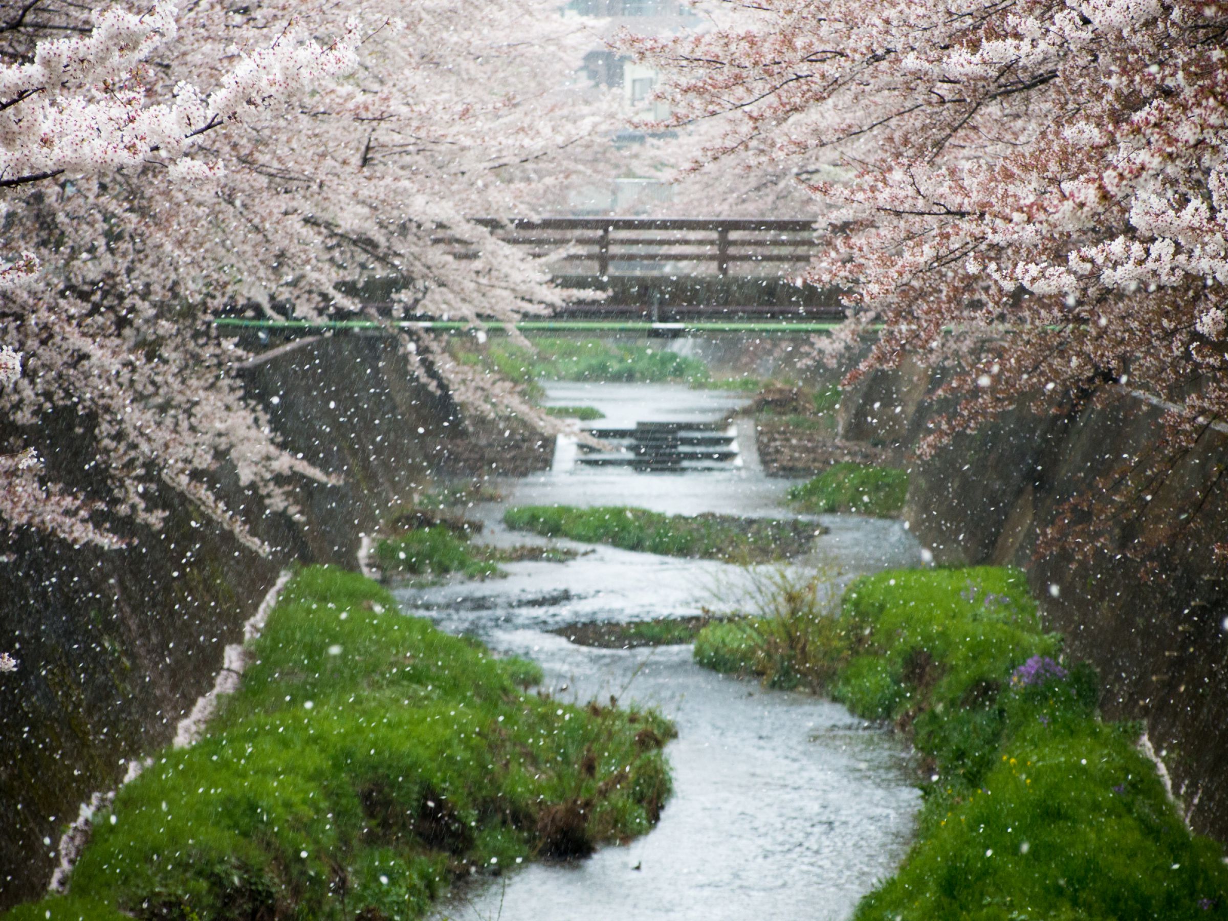 桜吹雪 雪のような桜吹雪 | GANREF