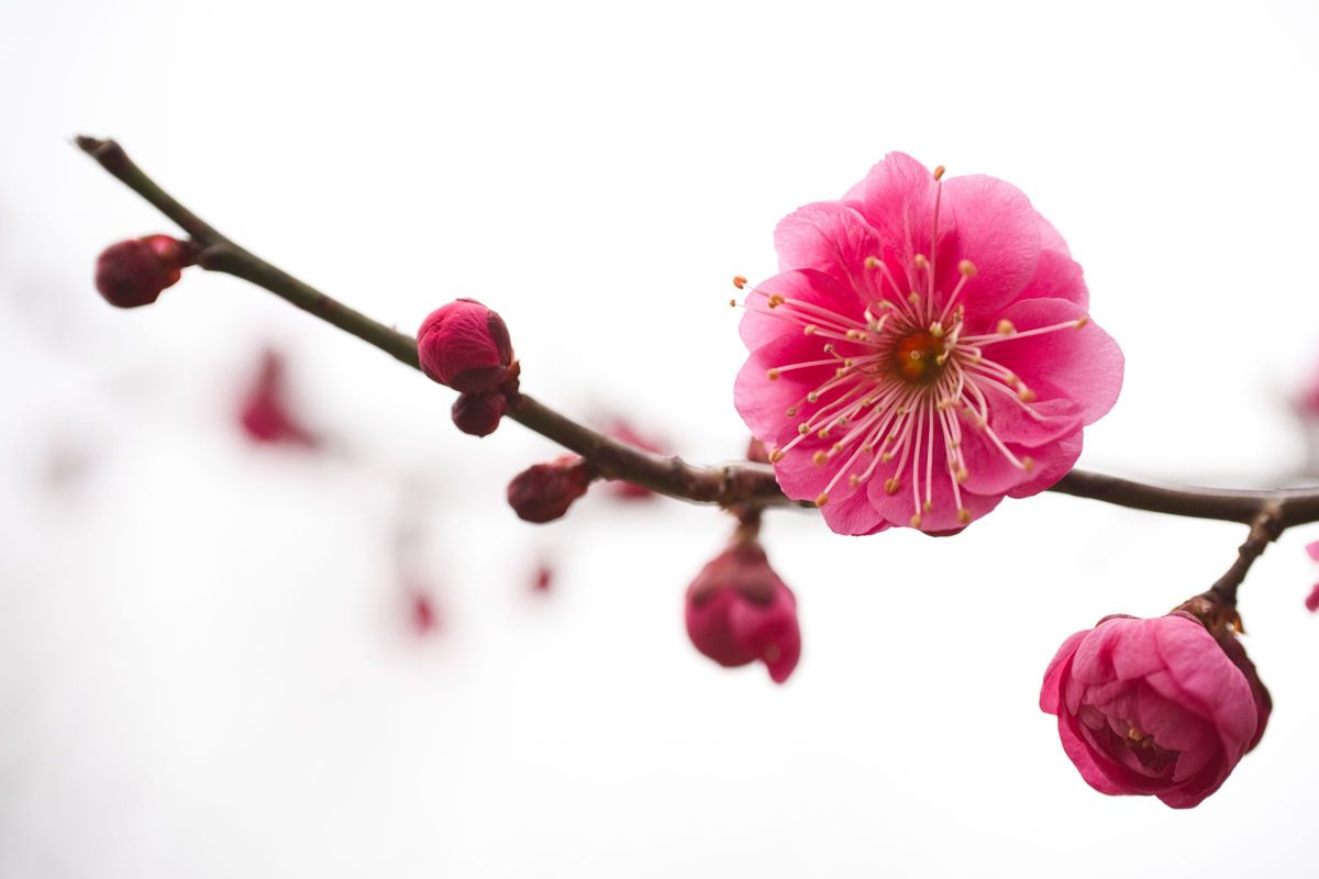 7Artisans 60mm F2.8 Macroで撮影された写真 | 写真検索 | GANREF