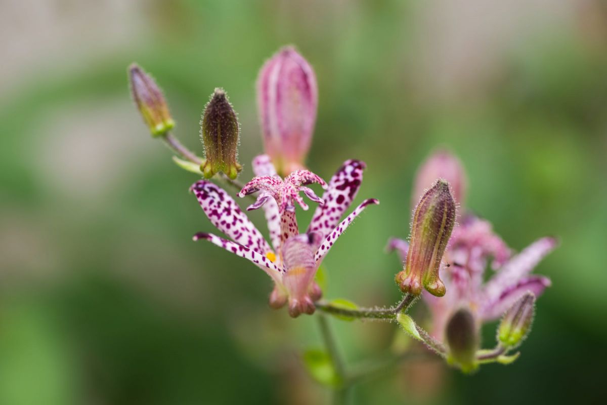 ホトトギス GANREF