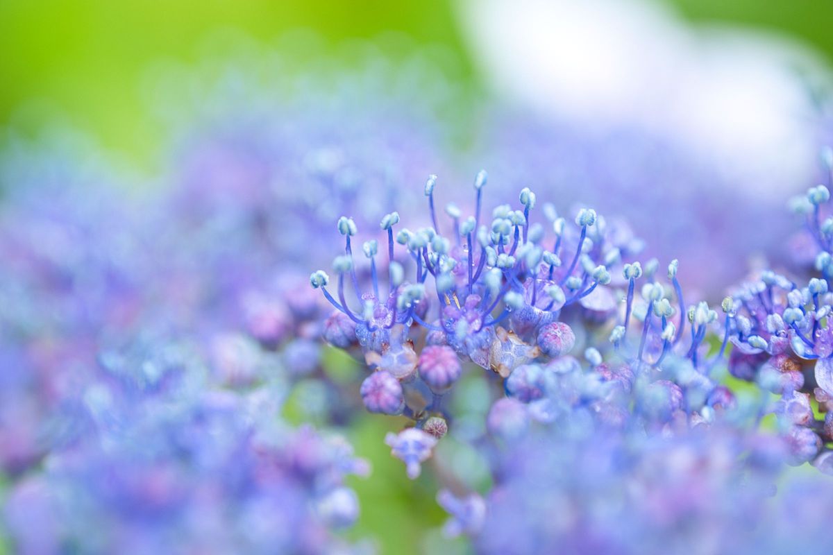 7Artisans 60mm F2.8 Macroで撮影された写真 | 写真検索 | GANREF