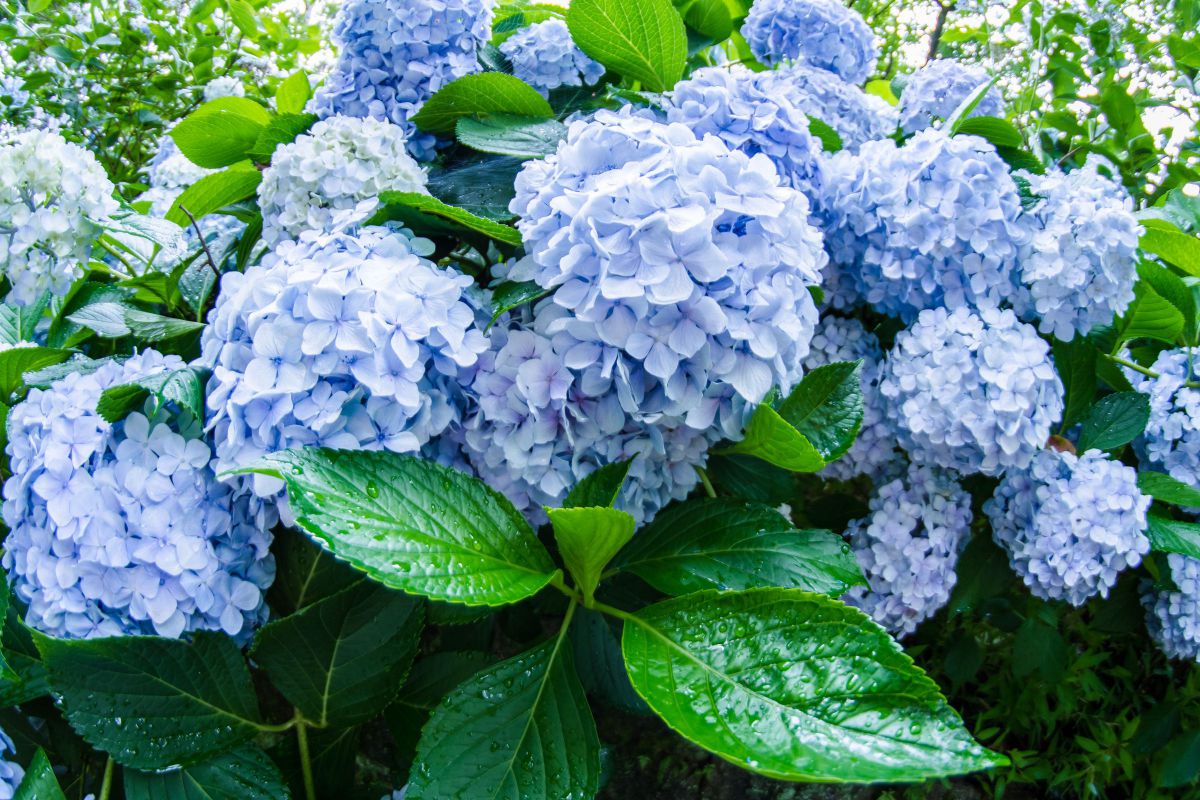 ポンポン 植物 花 花びら Ganref