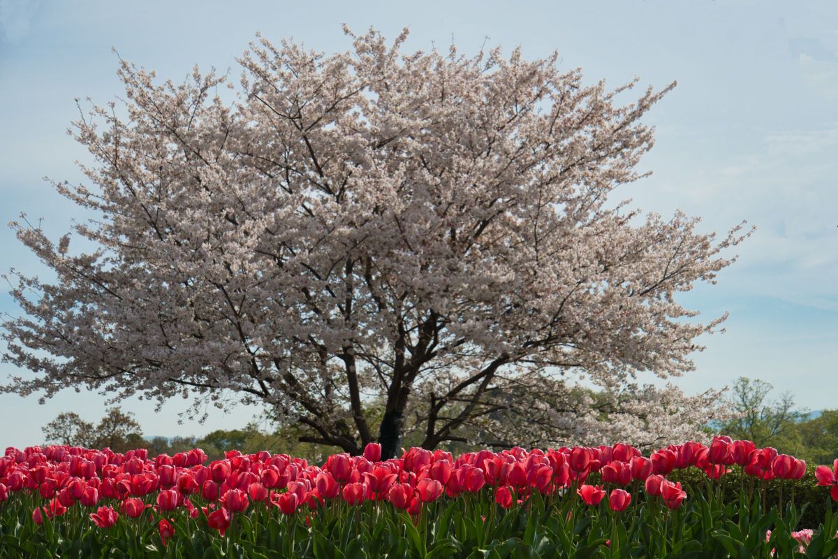 18-300mm F/3.5-6.3 Di III-A VC VXDで撮影された写真 | 写真検索 | GANREF