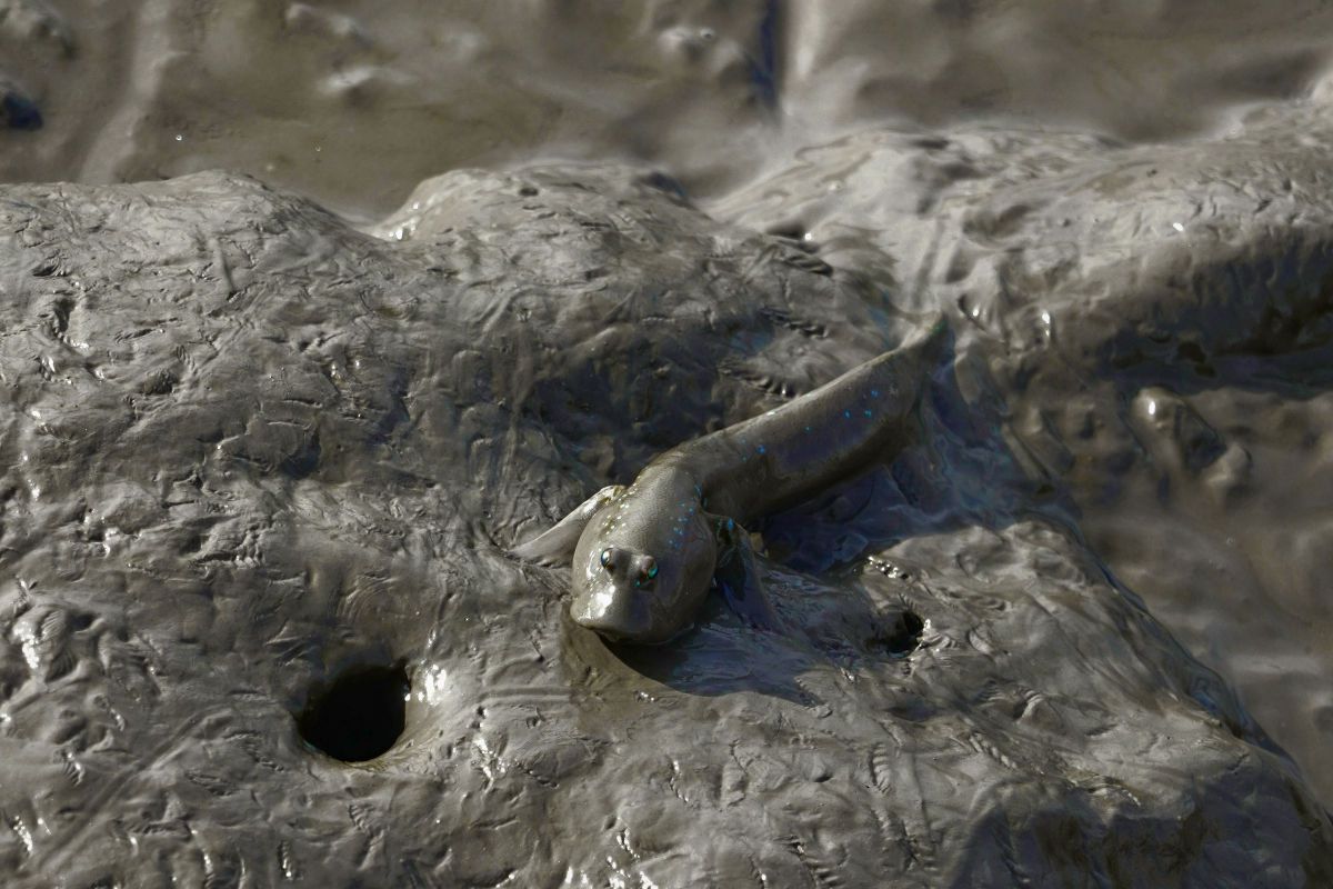 ムツゴロウ GANREF