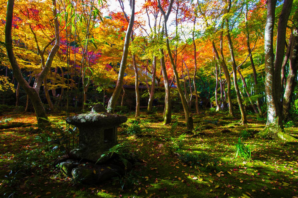 祇王寺紅葉 Ganref