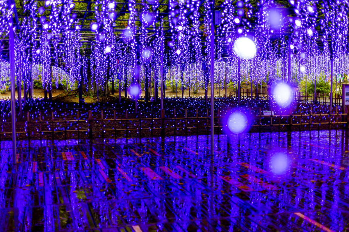 ✨イルミネーション最強✨CANON EOS 50D✨広角レンズ✨サクサク撮れる ✨イルミネーション最強✨CANON EOS 50D✨広角レンズ✨サクサク撮れる