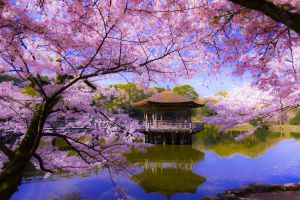 浮見堂 桜 | GANREF