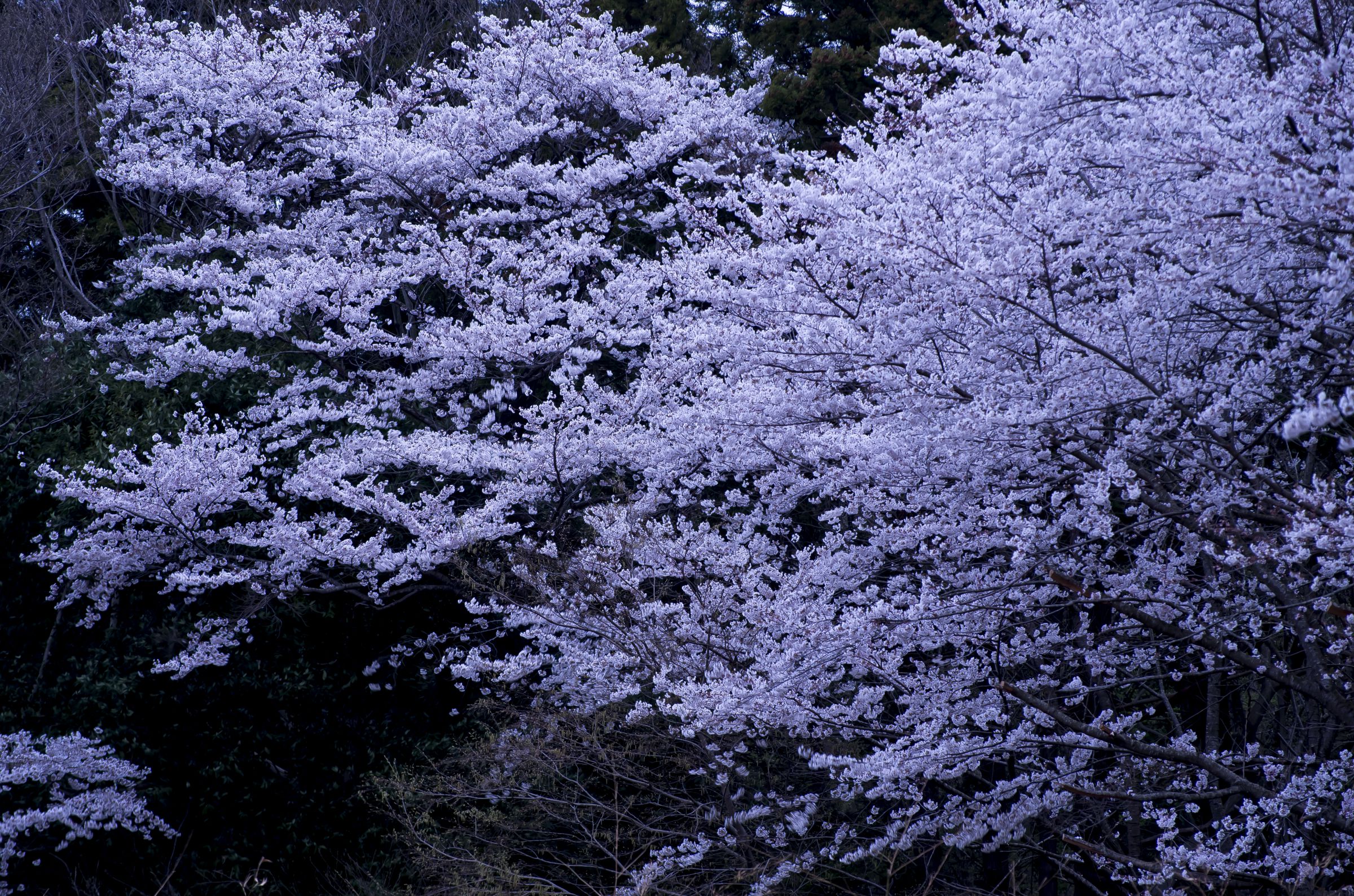桜炎 | GANREF
