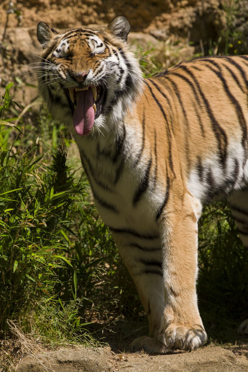 なんか変な味 動物 その他の陸の生物 Ganref