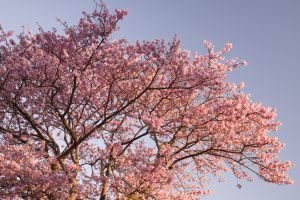 月夜桜 桜月夜 | GANREF
