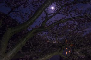 月夜桜 | GANREF