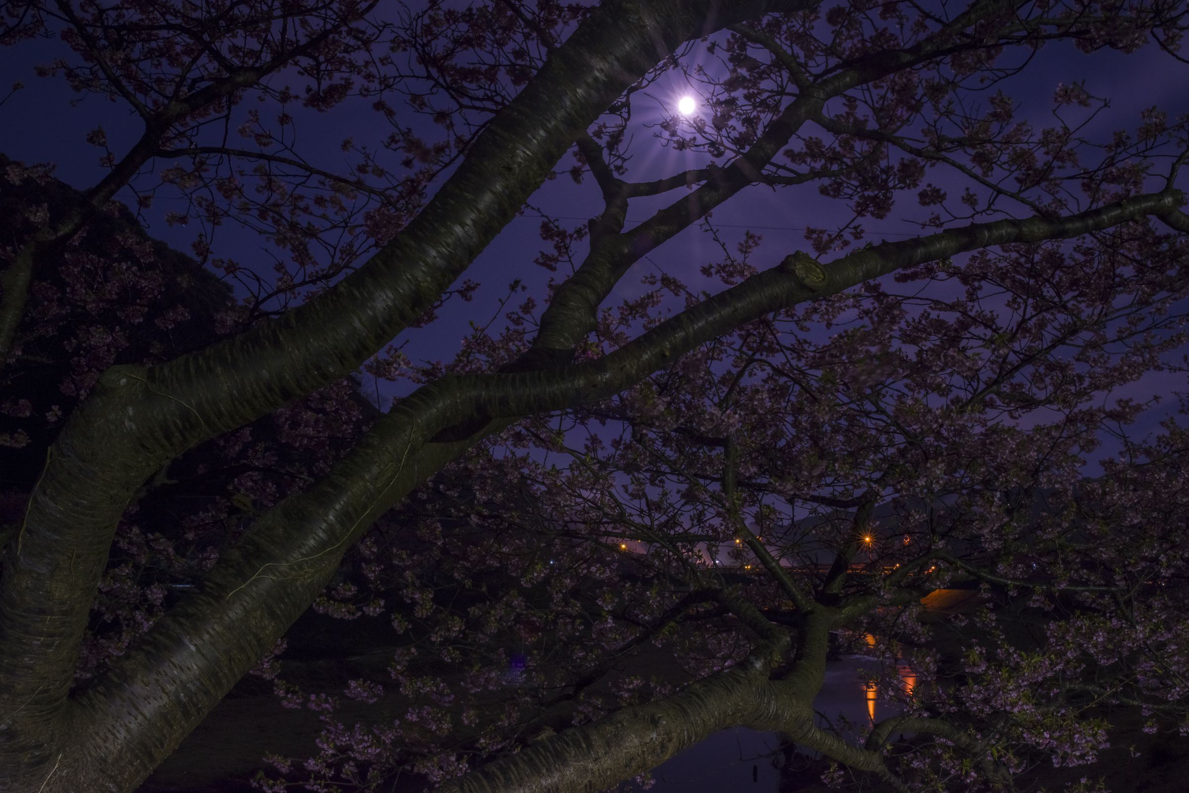 月夜桜 | GANREF 月夜桜 | GANREF