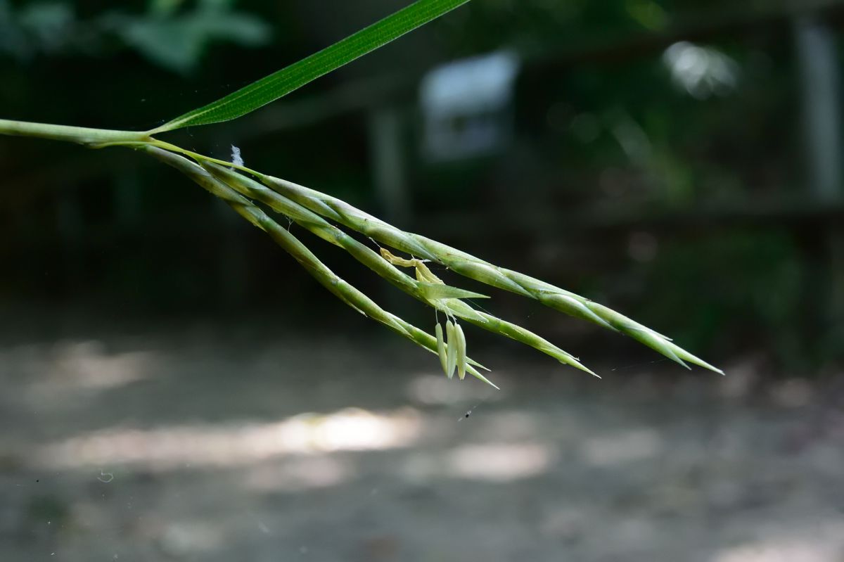 竹の花 植物 花 花びら Ganref