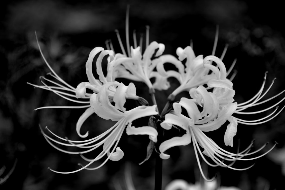 白い花 植物 花 花びら Ganref