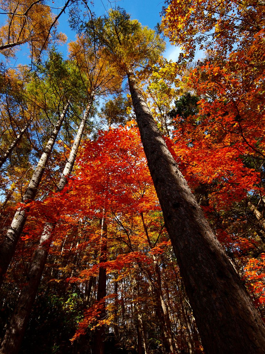 頭上の秋空 植物 紅葉 Ganref