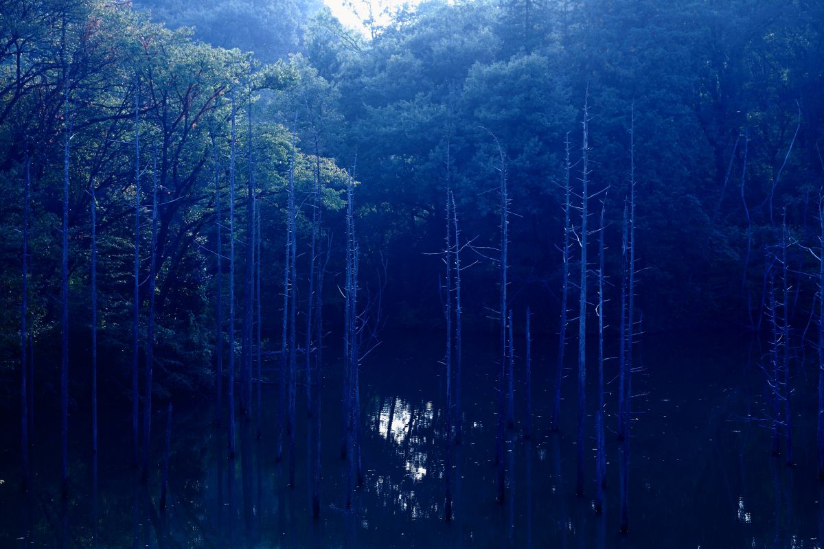 青い森 自然 風景 湖沼 Ganref