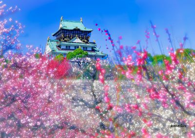 人気の撮影スポット】みんなが撮影した大阪城の写真（2千3百作品以上