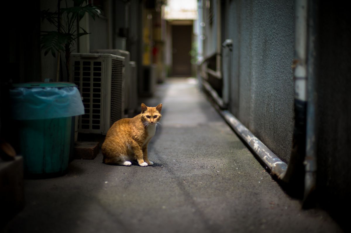 路地裏のネコ 動物 猫 Ganref