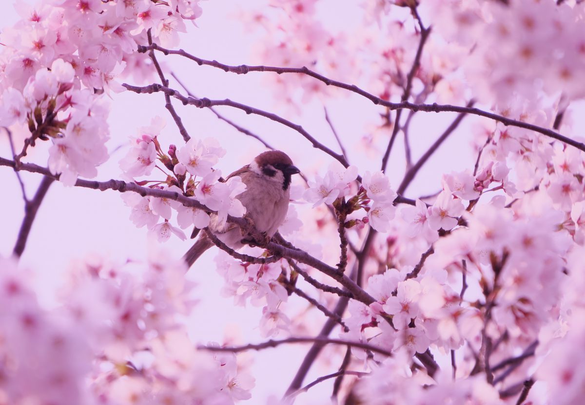 桜を喰らう 動物 鳥類 Ganref