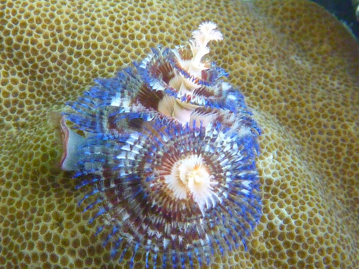 イバラカンザシ７ 自然 風景 海 Ganref