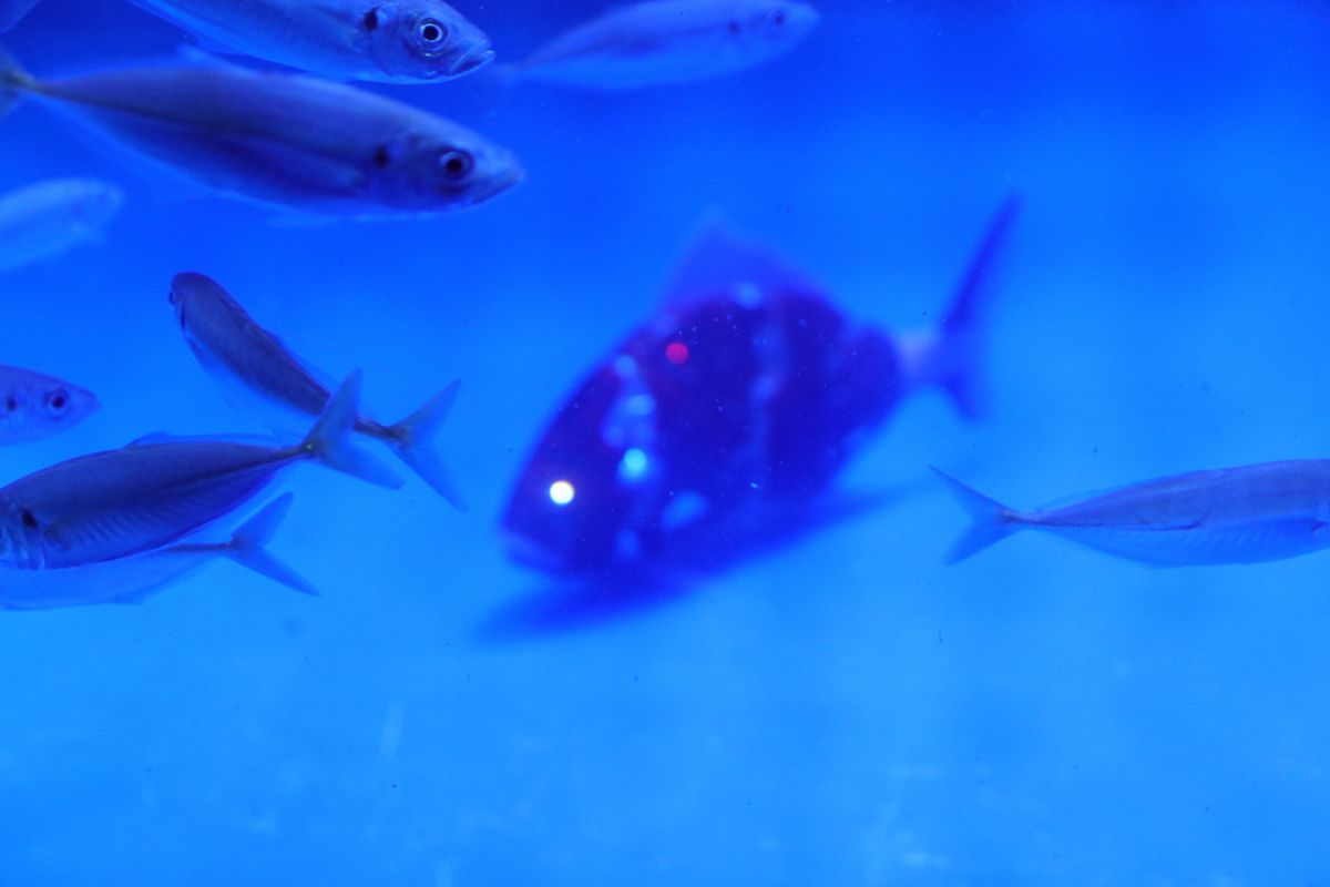 目立たないけど その魚影 機械仕掛けにつき 動物 その他の海の生物 Ganref