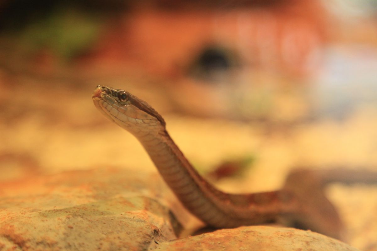 小さいヘビさん 動物 爬虫類 両生類 Ganref
